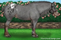 Horse Color:Liver Chestnut Sabino Appaloosa 