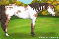 Horse Color:Bay Frame Appaloosa 