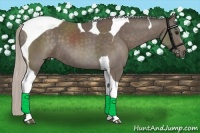 Horse Color:Silver Black Tobiano