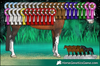 Horse Color:Brown Sabino