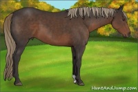 Horse Color:Liver Chestnut 