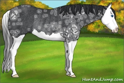 Horse Color:Black Ice Splash Rabicano 