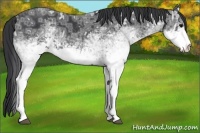 Horse Color:White Spotted Black Ice Rabicano