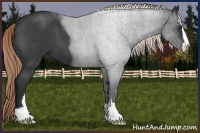 Horse Color:Liver Red Roan Sabino 