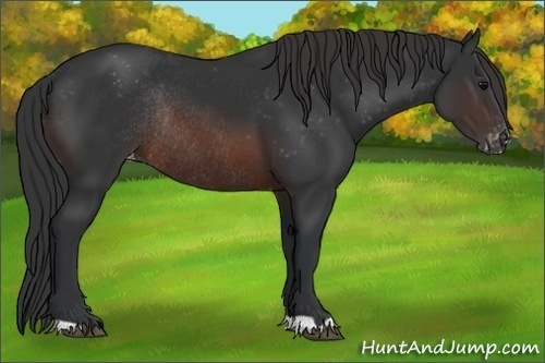 Horse Color:Brown Varnish Rabicano 