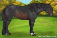 Horse Color:Brown Varnish Rabicano 
