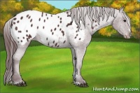 Horse Color:Chocolate Brown Sabino Appaloosa 