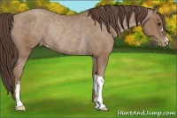 Horse Color:Classic Champagne Appaloosa Rabicano 