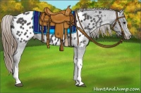 Horse Color:Smoky Blue Roan Appaloosa