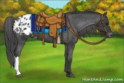 Horse Color:Black Appaloosa 