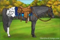 Horse Color:Black Appaloosa 
