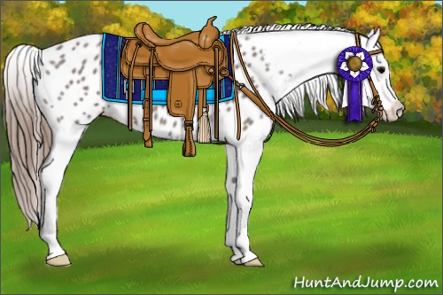 Horse Color:Grullo Appaloosa 