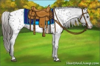 Horse Color:Black Appaloosa