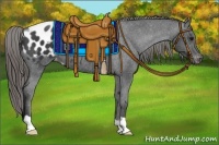 Horse Color:Smoky Black Appaloosa 