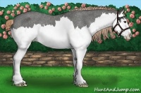 Horse Color:Liver Chestnut Sabino Splash Varnish 
