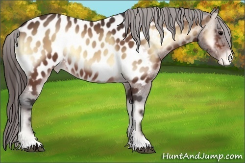 Horse Color:Bay Onyx Near Leopard 