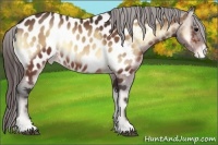 Horse Color:Bay Onyx Near Leopard 