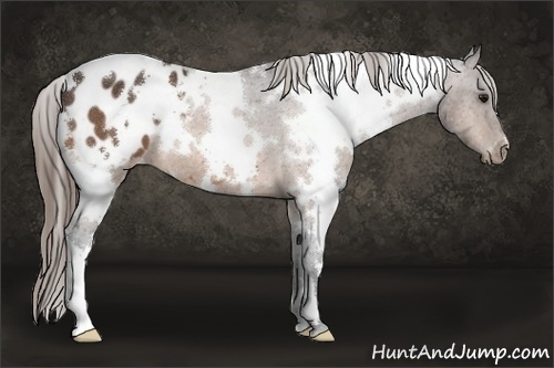 Horse Color:White Spotted Buckskin Appaloosa 