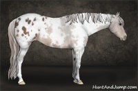 Horse Color:White Spotted Buckskin Appaloosa 