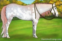 Horse Color:Watercolor Red Onyx Ice Roan Sabino Splash Frame 
