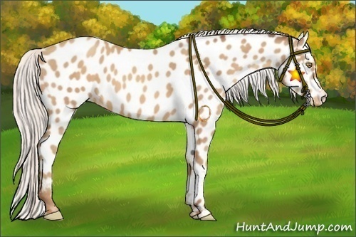 Horse Color:Silver Amber Champagne Appaloosa 