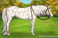 Horse Color:Silver Amber Champagne Appaloosa