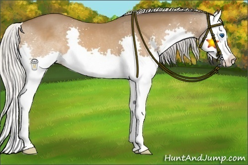 Horse Color:Silver Bay Splash