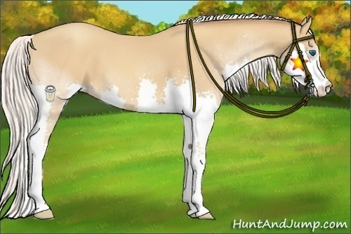 Horse Color:Silver Sable Champagne Splash 
