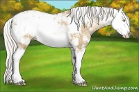 Horse Color:Silver Grullo Pearl Sabino Splash Rabicano 