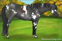 Horse Color:White Spotted Black 