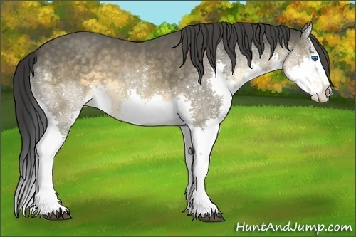 Horse Color:Buckskin Sabino Splash 
