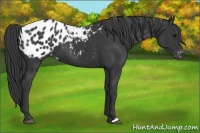 Horse Color:Black Appaloosa 