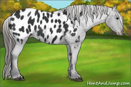 Horse Color:Black Appaloosa 
