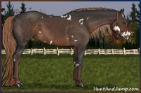 Horse Color:White Spotted Liver Chestnut Rabicano 