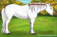 Horse Color:Palomino Appaloosa