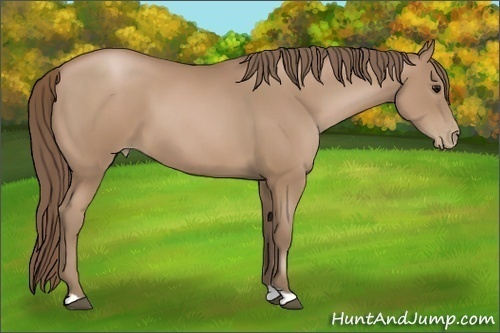 Horse Color:Black Pearl 