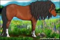 Horse Color:Bay 