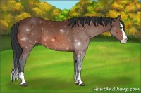 Horse Color:Bay Splash