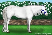Horse Color:Liver Chestnut Appaloosa 