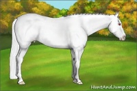 Horse Color:Silver Buckskin Chinchilla Roan Onyx Appaloosa 
