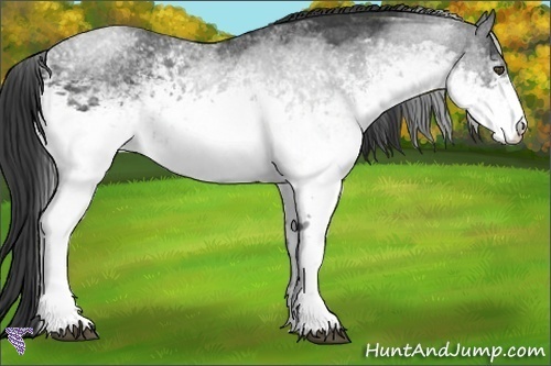 Horse Color:White Spotted Smoky Black 
