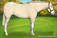 Horse Color:Silver Amber Champagne Dun Splash 