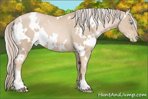 Horse Color:White Spotted Palomino Pearl