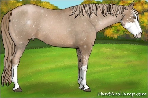 Horse Color:Liver Chestnut Pearl Sabino Varnish Rabicano 