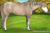 Horse Color:Liver Chestnut Pearl Sabino Varnish Rabicano