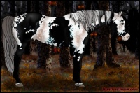 Horse Color:White Spotted Brown Ice Appaloosa 