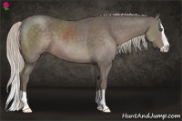 Horse Color:Silver Black Splash