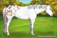 Horse Color:Bay Splash Appaloosa