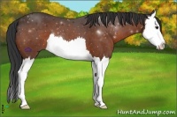 Horse Color:Bay Splash 