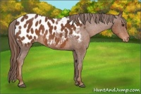 Horse Color:Chestnut Sabino Appaloosa